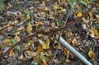 20131011-b-woodstock-0370.jpg