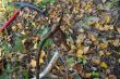 20131011-b-woodstock-0374.jpg