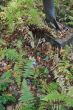 20131011-b-woodstock-0382.jpg