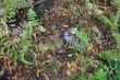 20131011-b-woodstock-0388.jpg