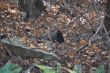 20131011-b-woodstock-0390.jpg