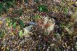 20131011-b-woodstock-0399.jpg