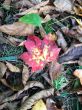 20131011-b-woodstock-0421.jpg