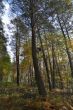 20131011-b-woodstock-0427.jpg