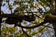 20131011-b-woodstock-0429.jpg