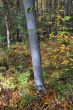 20131011-b-woodstock-0434.jpg