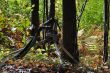 20131011-b-woodstock-0435.jpg