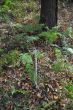 20131011-b-woodstock-0438.jpg