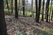 20131011-b-woodstock-0439.jpg