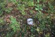 20131011-b-woodstock-0441.jpg