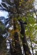 20131011-b-woodstock-0460.jpg
