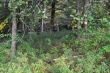 20131011-b-woodstock-0467.jpg
