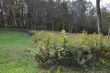 20131011-b-woodstock-0478.jpg