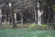 20131011-b-woodstock-0502.jpg