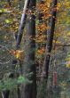 20131011-b-woodstock-0522.jpg