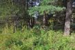 20131011-b-woodstock-0524.jpg
