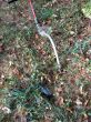 20131011-b-woodstock-0525.jpg