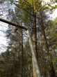20131011-b-woodstock-0526.jpg