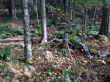 20131011-b-woodstock-0529.jpg