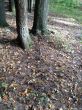 20131011-b-woodstock-0538.jpg