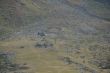 20090913-b-gd-st-bernard-0013.jpg