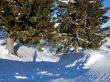 20170119-mosses-leysin-5844.jpg