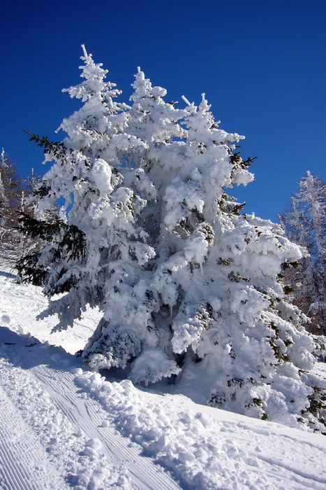 Februar 2009
