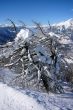 20090220-rosswald-0504.jpg