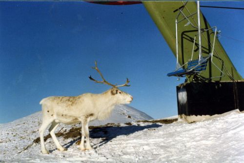 Haariger Besucher bei einer WSO-Umlenkstation in Skandinavien, datiert Januar 1978 (Zweiersesselbahn Kaltiolampi in Veljekset Määtä Rukahissit, Finnland)
